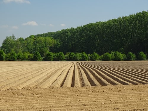 Quand planter et récolter des pommes de terre ?